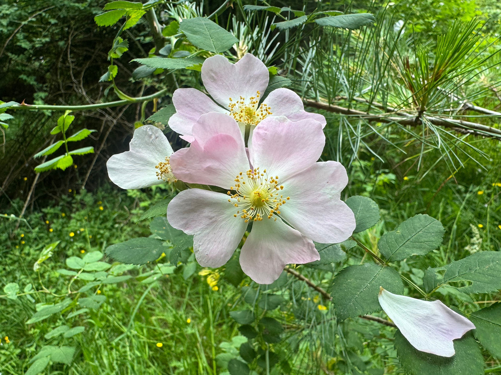 Dog Rose (Rosa canina)