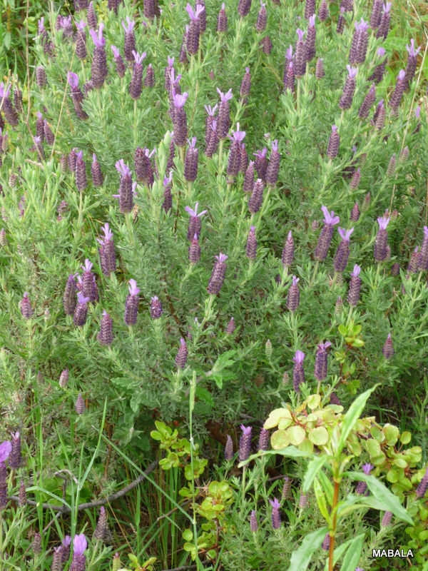 P1150252.JPG
