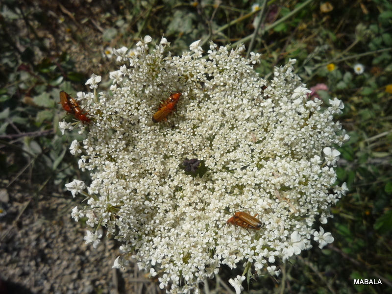 cenoura-selvagem+-+daucus+carota-001.JPG