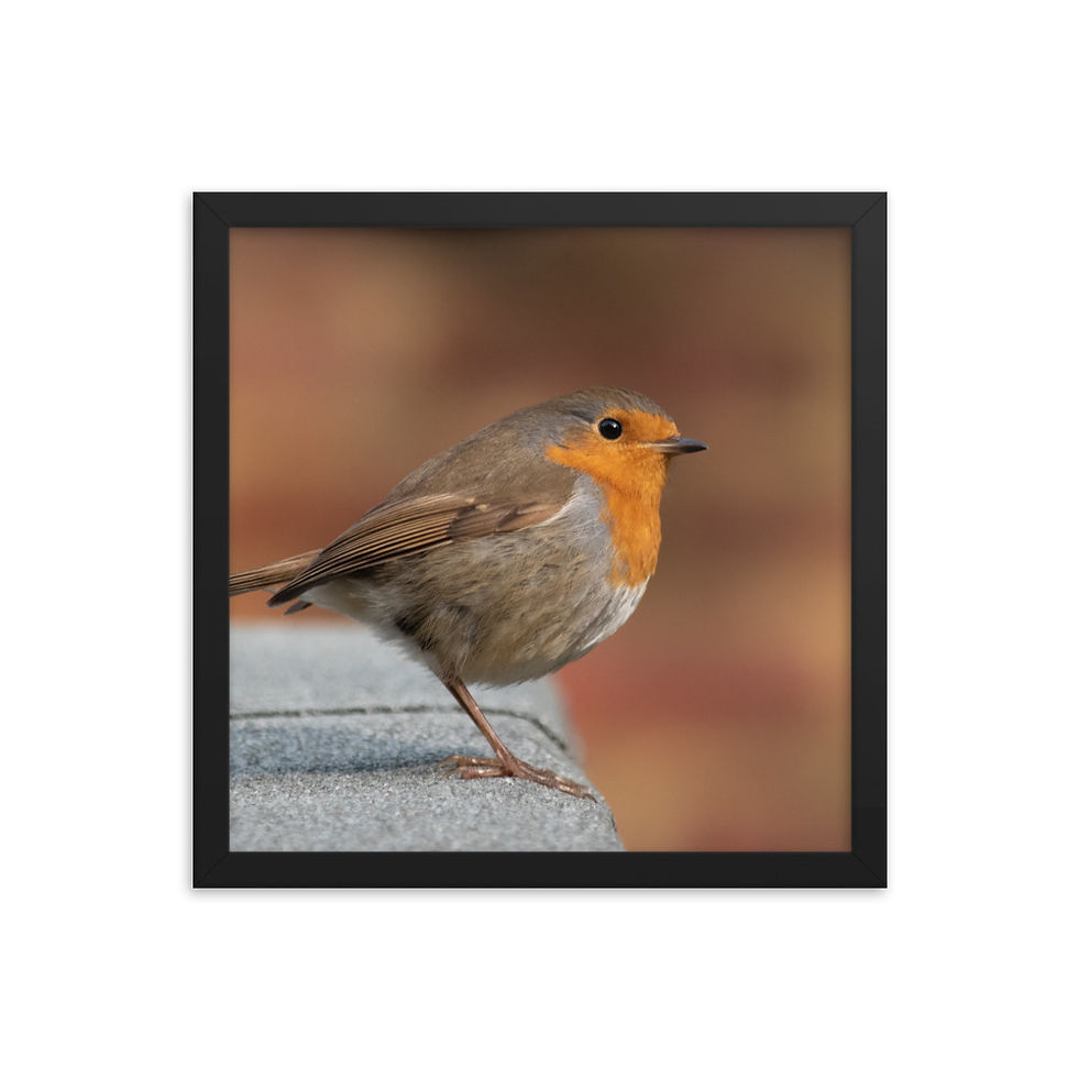 Thumbnail: Winter Garden Robbin
