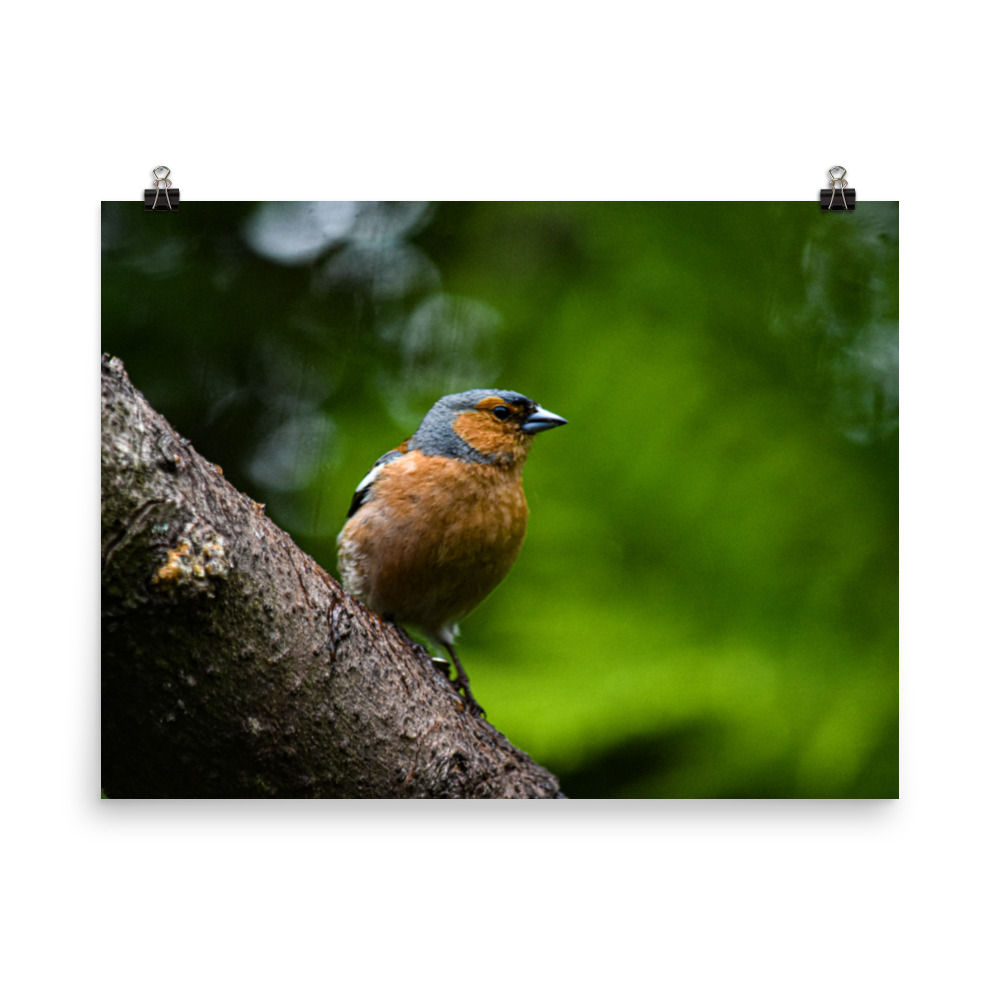 Retro Style Common Chaffinch