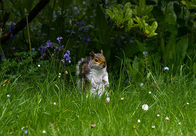 Squirrel garden uk british Gianni Mura Giovanni giannimatmura bluebell photography