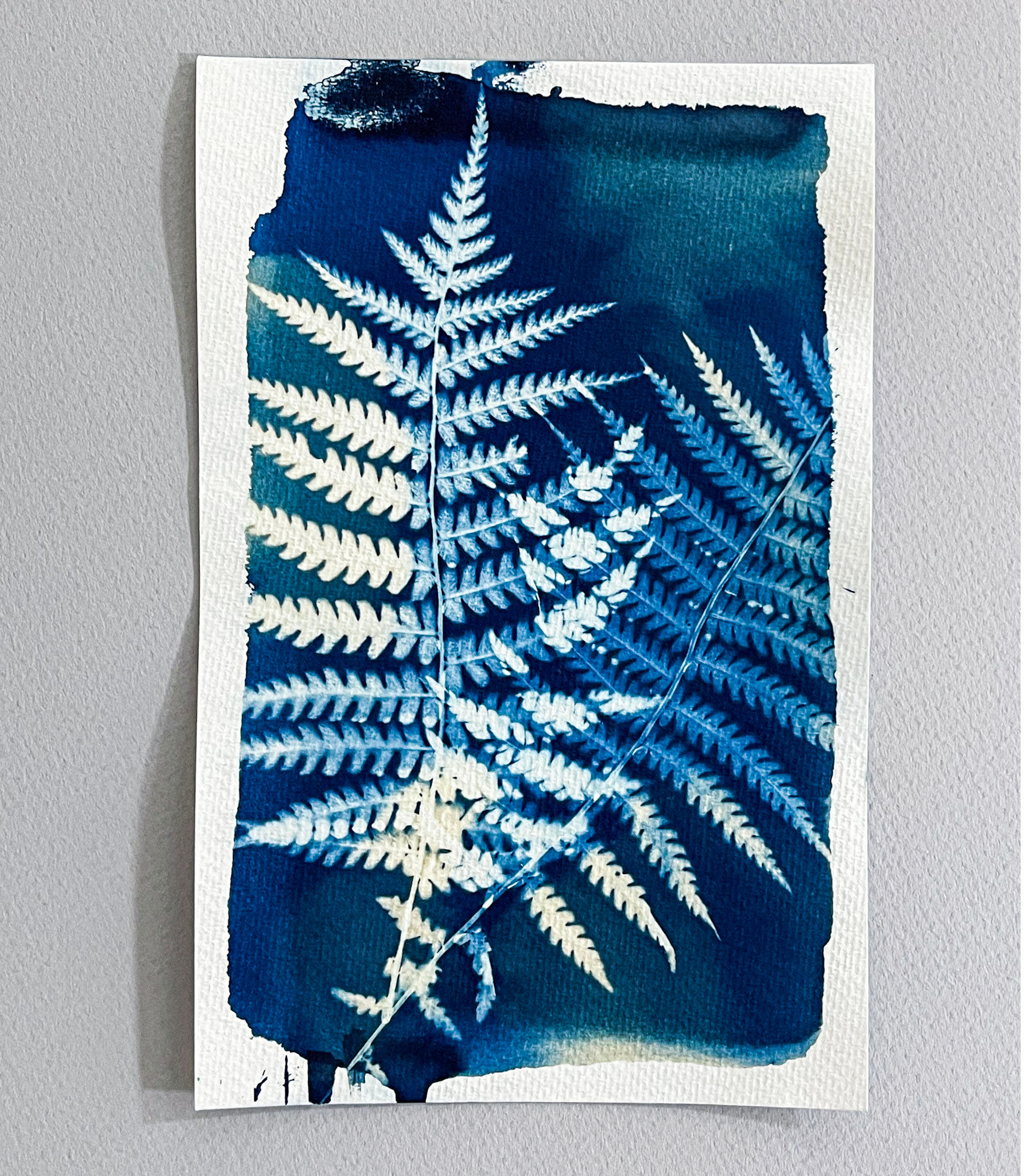 Botanical Cyanotype no.19