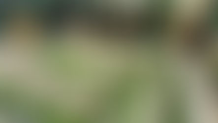 המשקיעים הזרים ממשיכים להגיע בהמוניהם