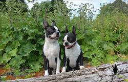 Джони и Лука