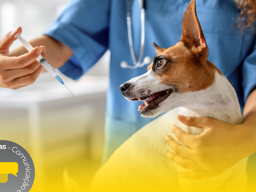 Prefeitura realiza dia de vacinação para pets: 150 doses gratuitas