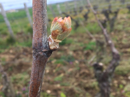 Newsletter Avril 2020