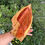 Thumbnail: Amboyna Burl Wood Pen Blanks Knife Scales Turning Blank 11 3/4” x 9 3/4” x 2 1/2