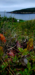 Insect eating pitcher plants from our walk up the hill