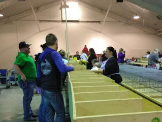 Amboy, IL rabbit show was fun!