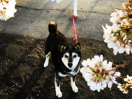 『侘助日記をご覧頂きありがとうございました』20251229