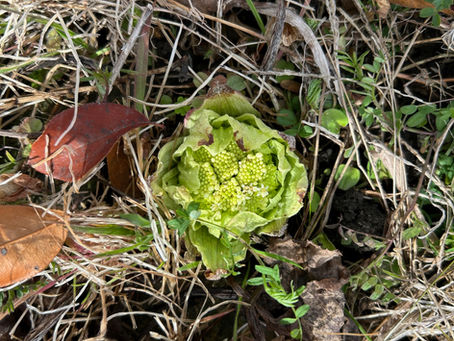 『３月』20260304