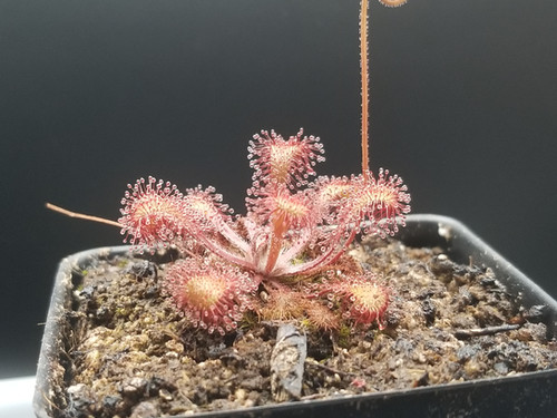 Drosera x Snyderi | DavesCarnivoreGarden