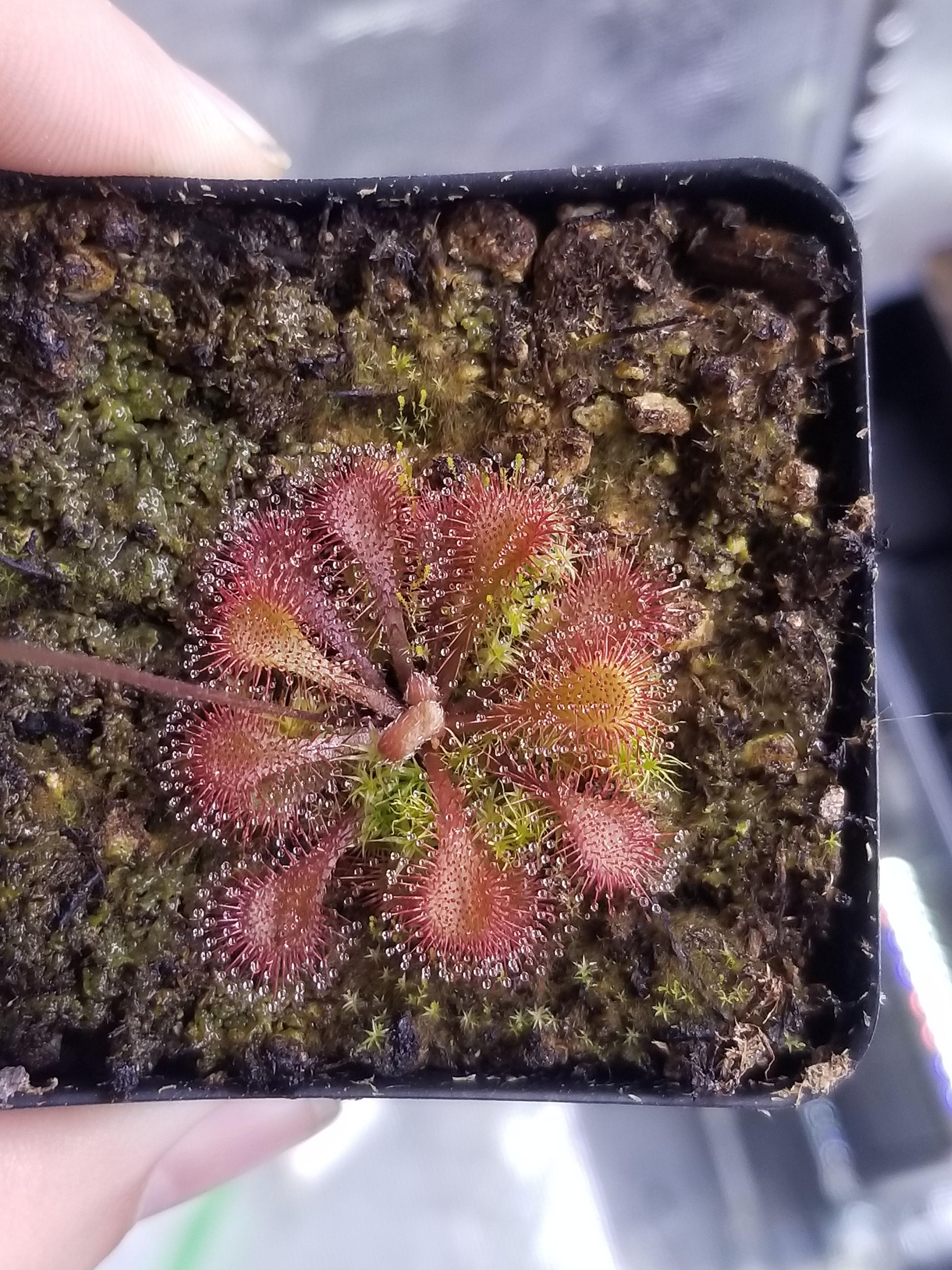 Drosera tokaiensis