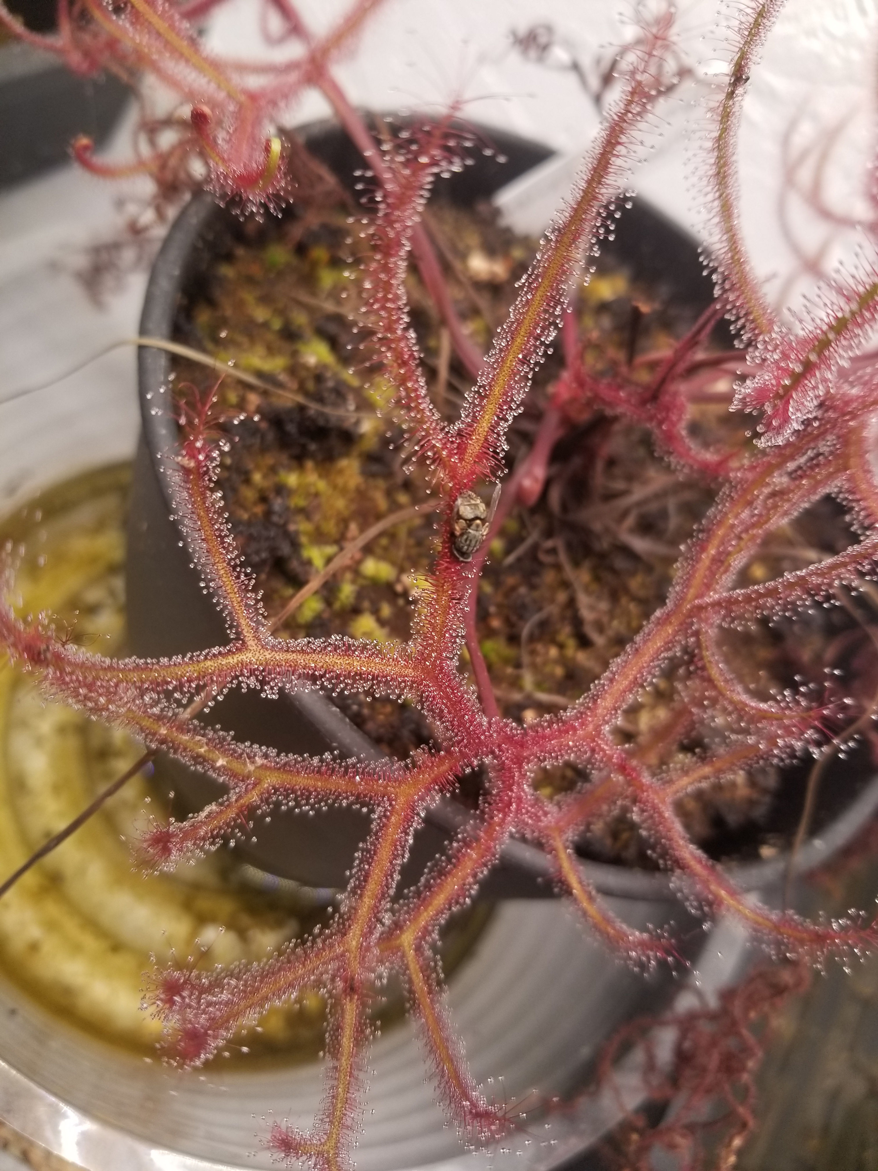 Drosera binata var. multifida f. extrema