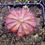 Thumbnail: Drosera aliciae
