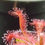 Thumbnail: Drosera spatulata var. "Lovellae"