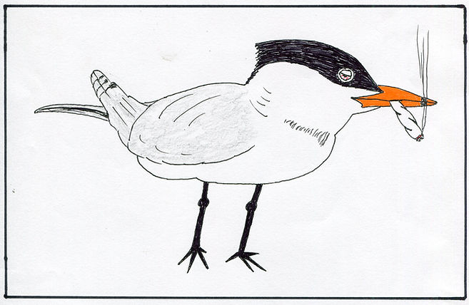 16 Tern.jpg