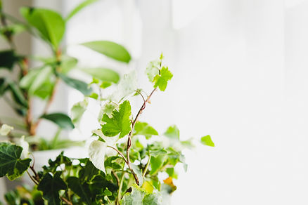 植物