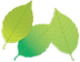 葉