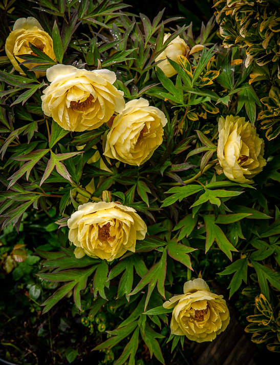 Peony