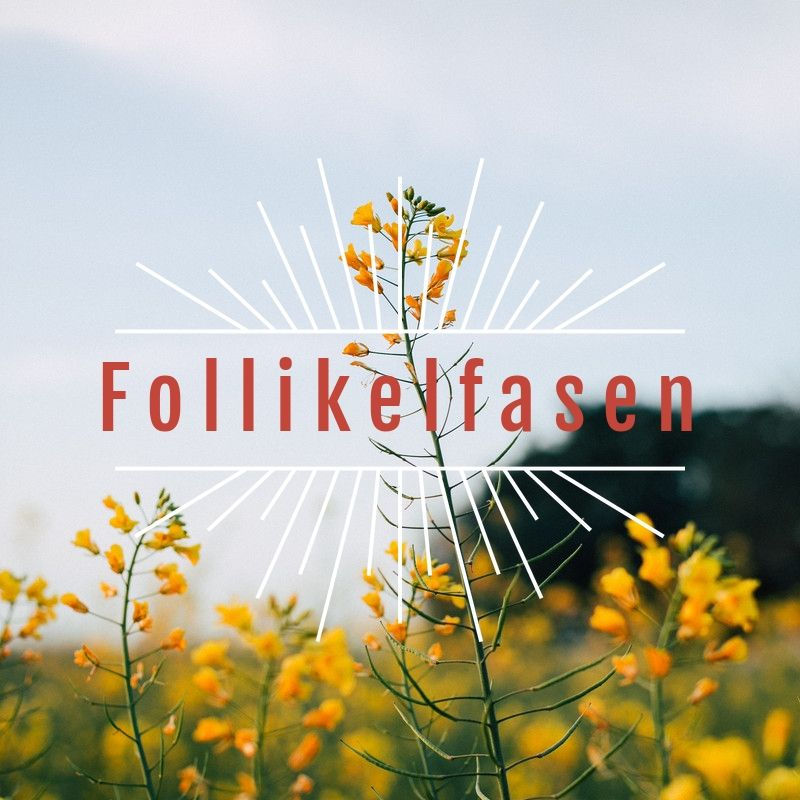 Fas 2: Follikelfasen