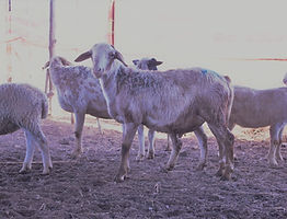 image0.jpeg