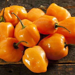 Chile Habanero