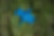 Thumbnail: S-type, Blue