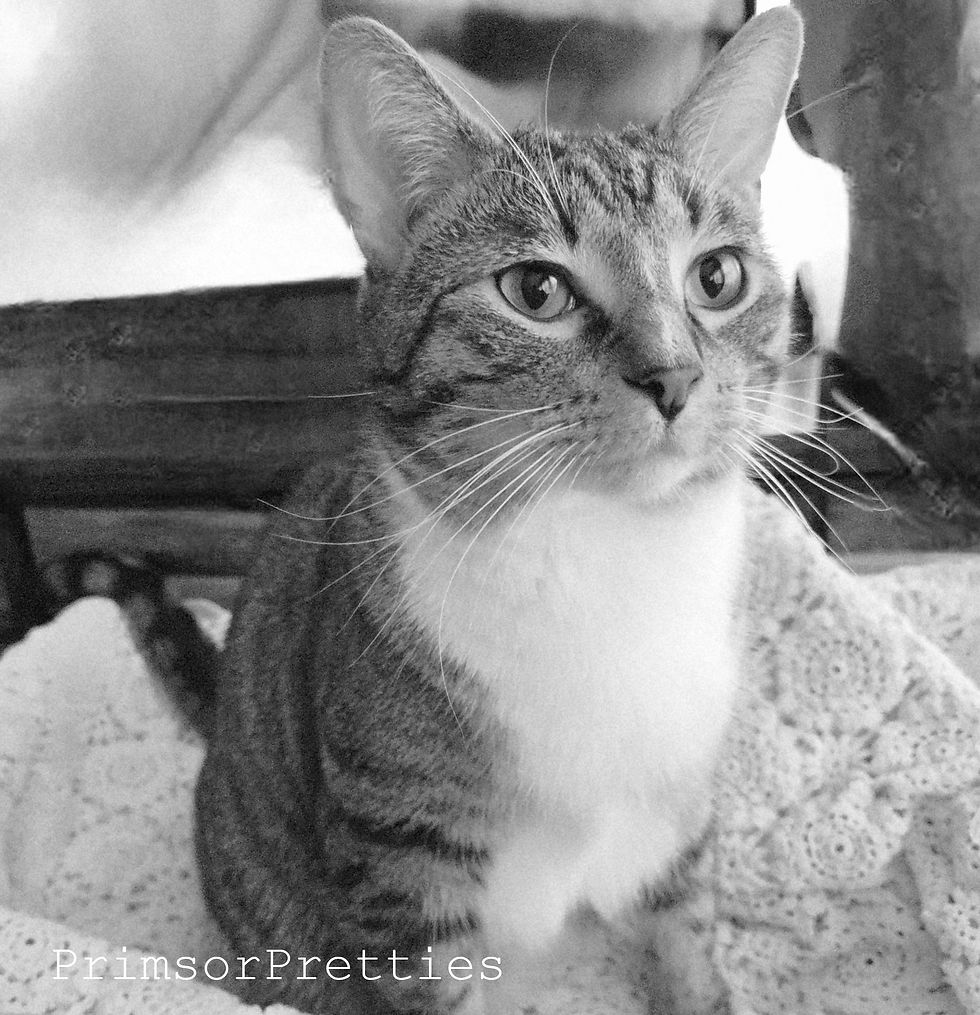 Charlie Chaplin Cat at 1 year 9 months