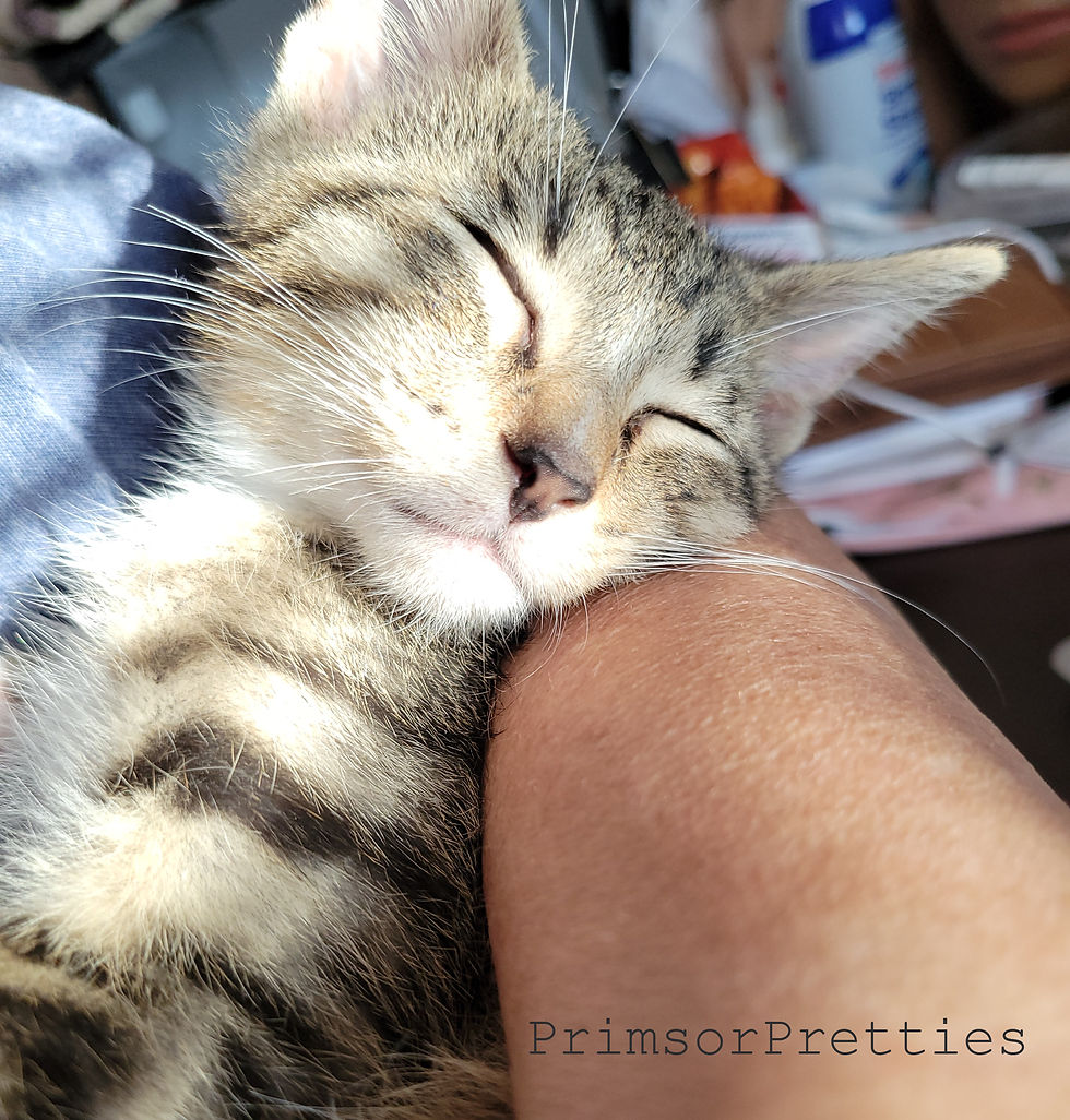 Charlie Chaplin Cat at 5 weeks snuggling