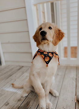 EF2D33F4-CABF-4099-B56D-9892755CA53D.jpe