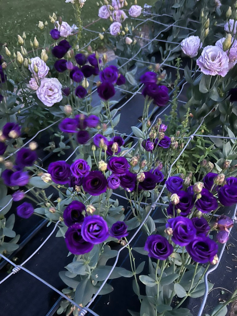 Thumbnail: Purples
