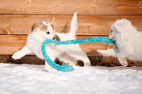 great pyrenees puppies