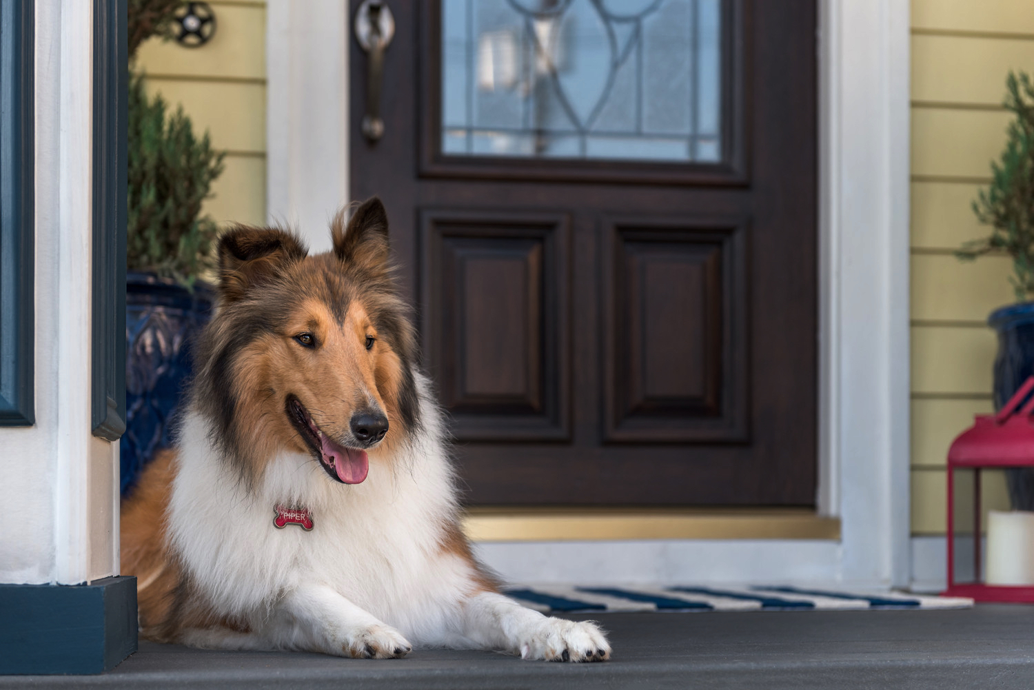 Top Dog Walk - Business Photo