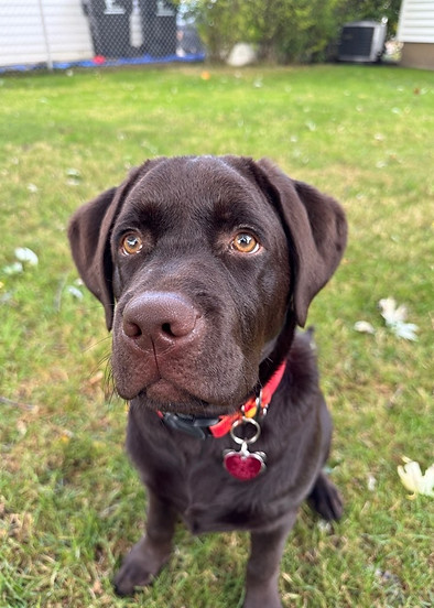 chocolate lab puppy in buffalo
