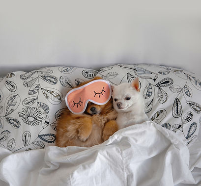 Dogs Relaxing Together_edited.jpg