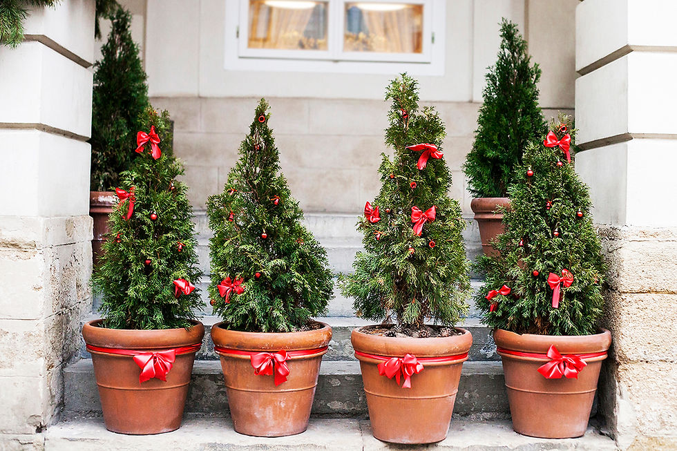 Decorar un jardín en Navidad con abetos