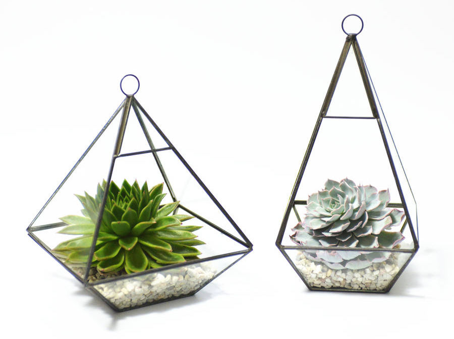 Terrarios sencillos de una sola sola planta