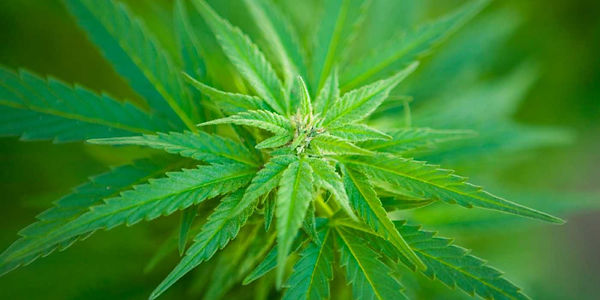 cannabis-sativa-leaf.jpg