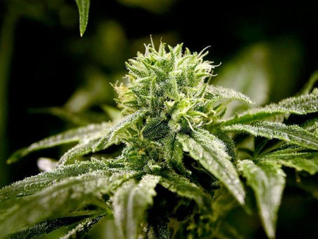Divine Perfection Hemp and Science This insight will Blow Your Mind!