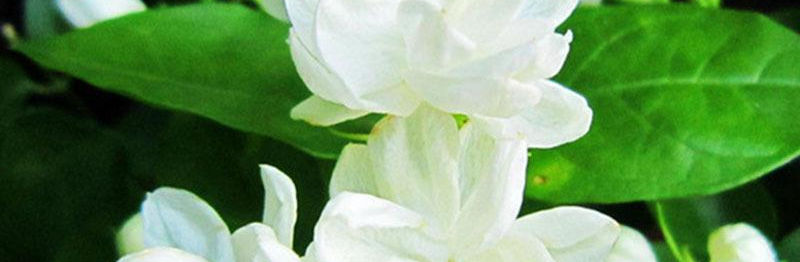 jasmine 2.jpg