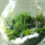 Baby's Tears and Moss Terrarium