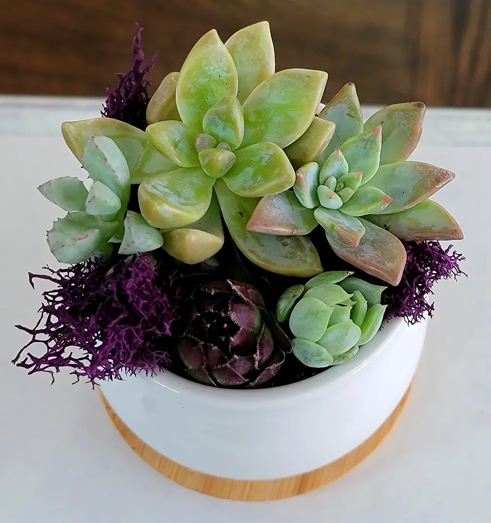 Thumbnail: Live Succulent Gardens (set of 3) White Pots with Wood Saucers by Boomdyada