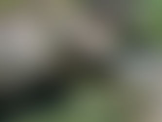 Parc National des Gorges de la Rivière Noire : le cœur sauvage de Maurice