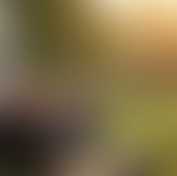 Empower Your Wellness Journey with Indigenous Therapy Practices