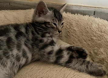 WhatsApp Image 2025-07-16 à 18.49.37_0b8a3c42.jpg