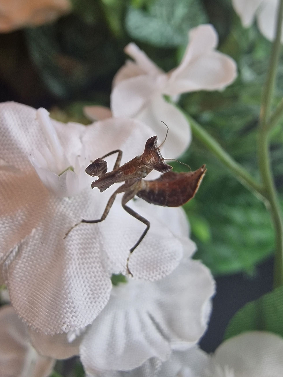 Thumbnail: Metilia Brunnerii - Dead Leaf
