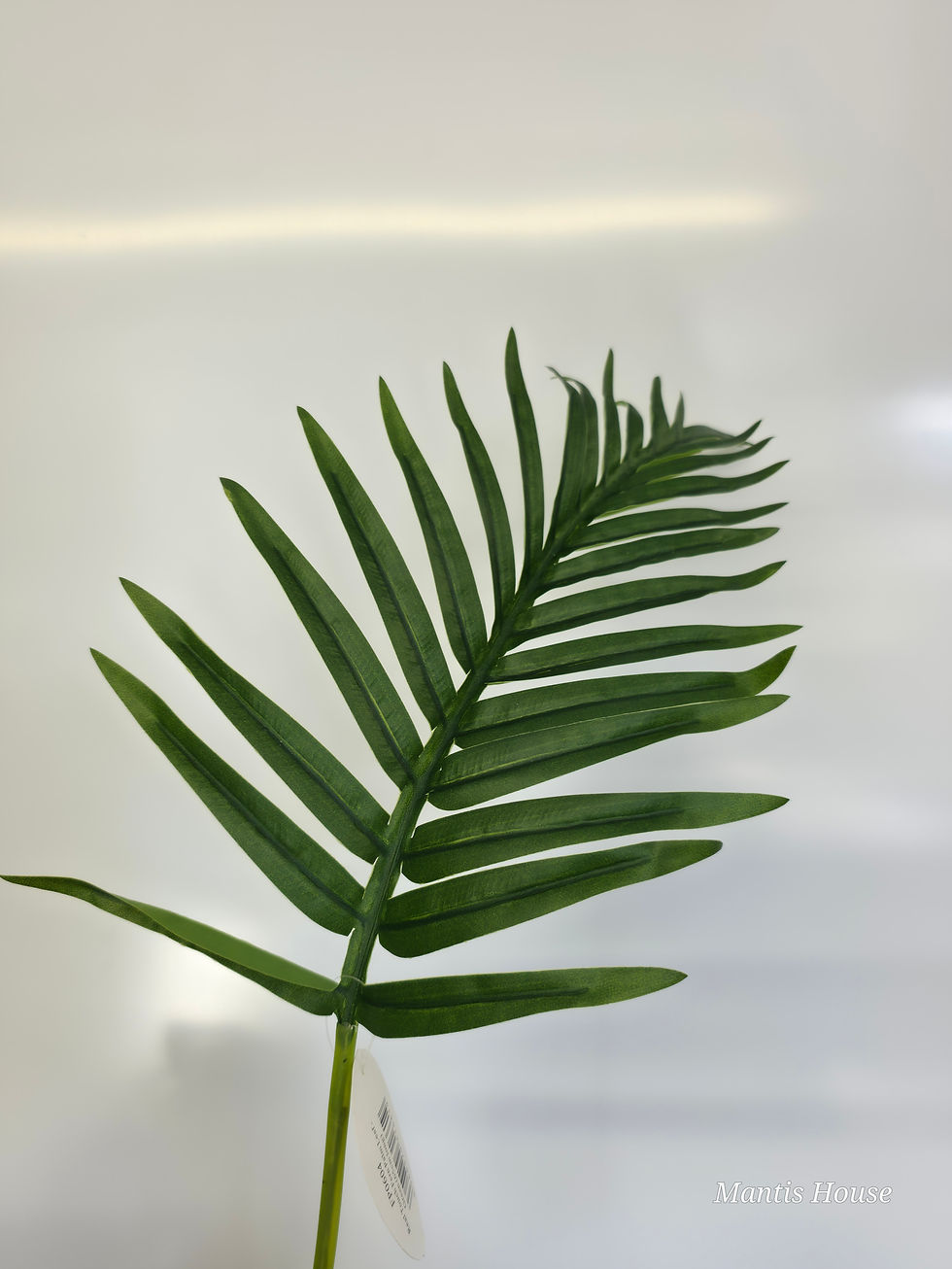 Thumbnail: Fern Palm Leaf