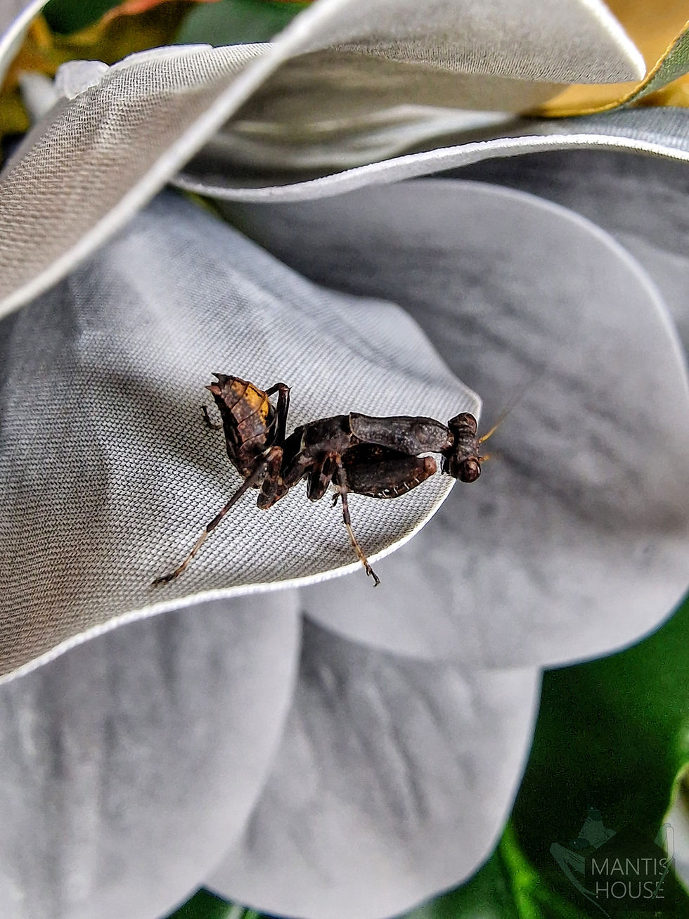 Thumbnail: Raptrix sp Occidentalis - Peruvian Ant Mantis